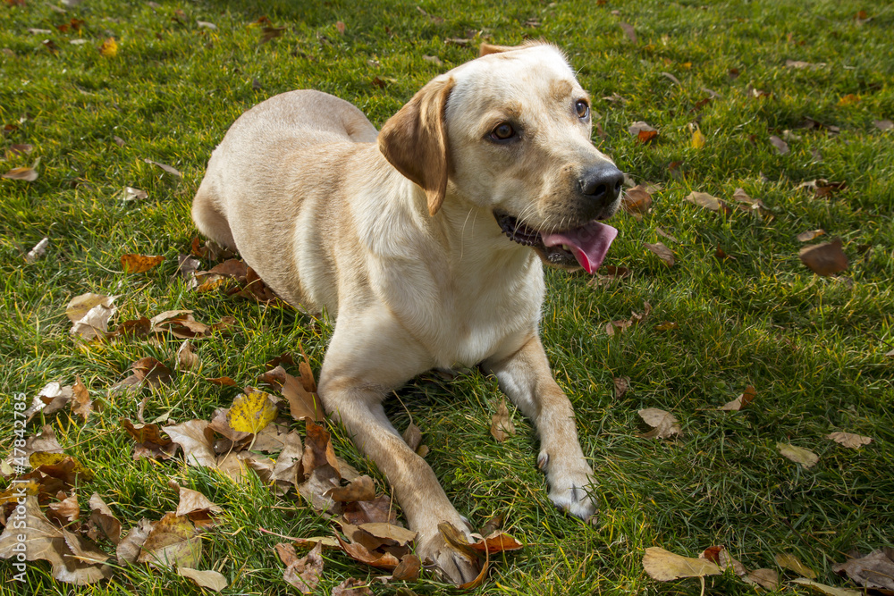 Young Labrador Retriever in a fall park