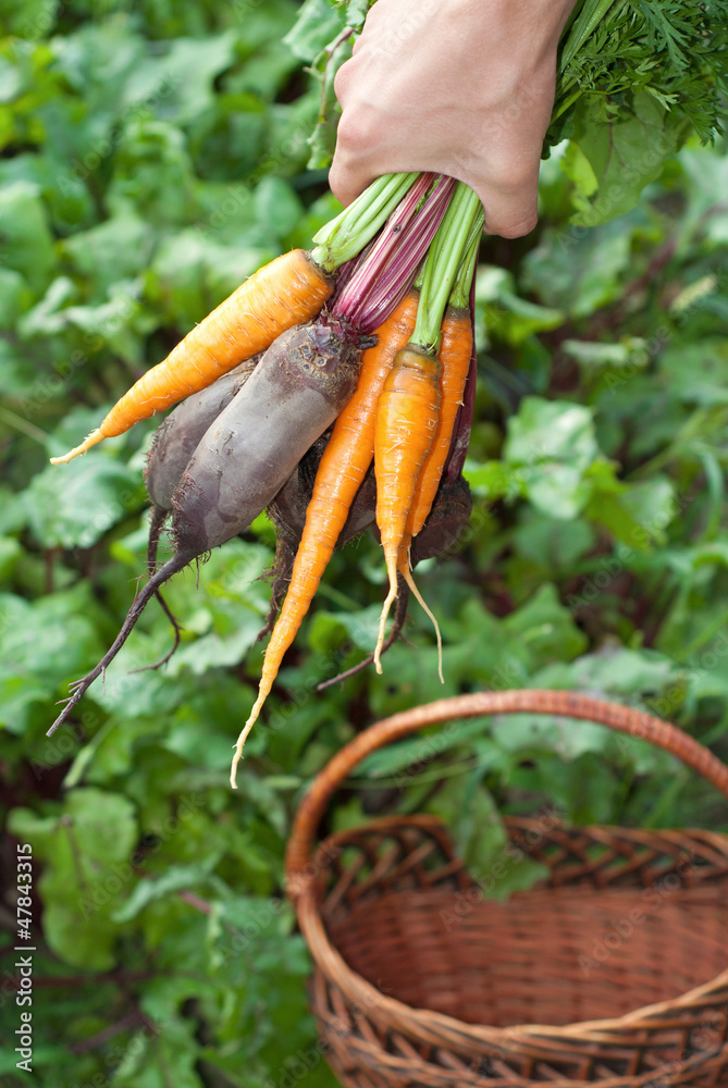 Fototapeta premium Beetroot