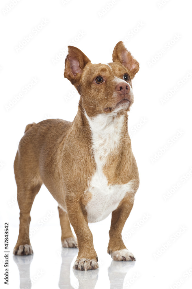 Obraz premium Mixed breed dog - Mischlingshund