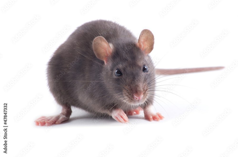 rat