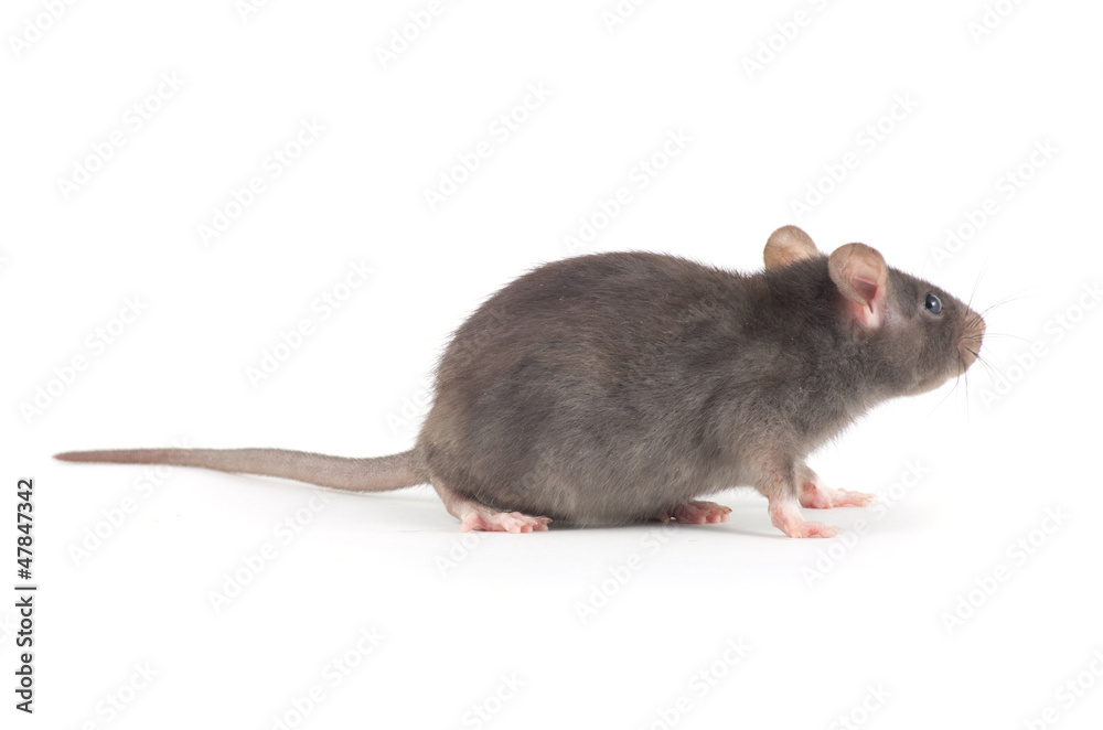 rat rat