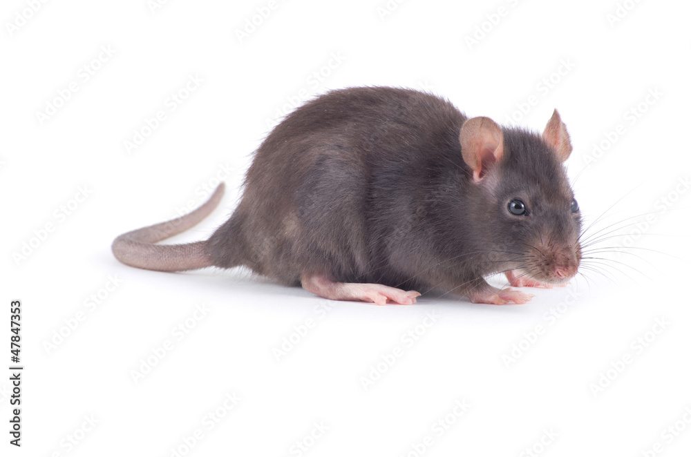 rat rat
