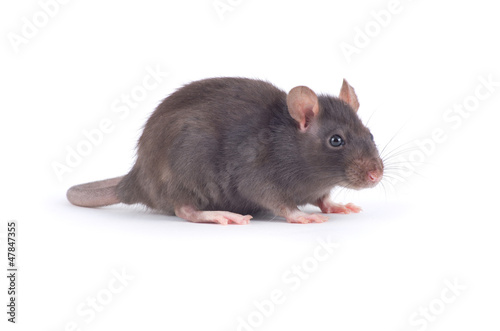 rat