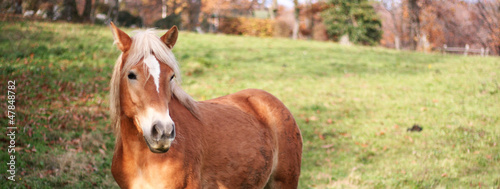 Schilderij op canvas Blonde horse