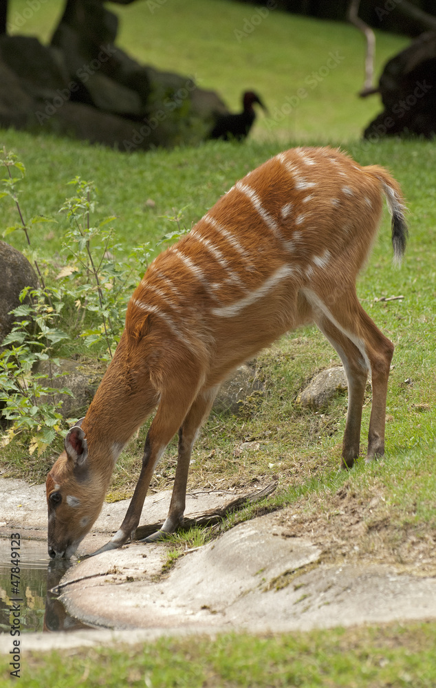 Female of Kudu Female of Kudu