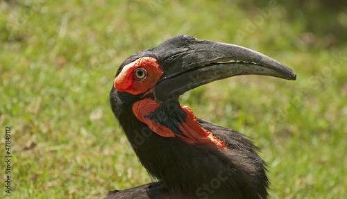 Southern ground hornbill