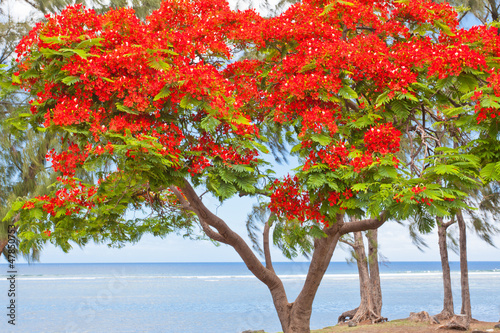 flamboyant sur plage et lagon de St-Leu, Réunion