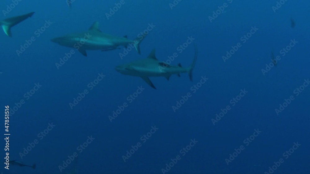 Grey Sharks in the blue Grey Sharks in the blue