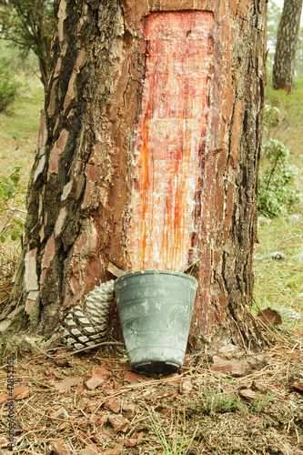 sistema tradicional de recolección de resina de pino