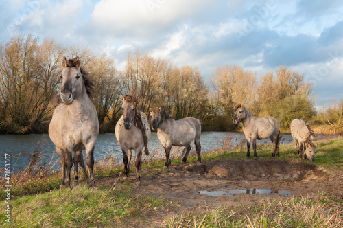 Konik horses in a Dutch nature reserve