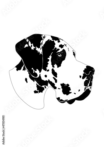 Deutsche Dogge gefleckt- Portrait