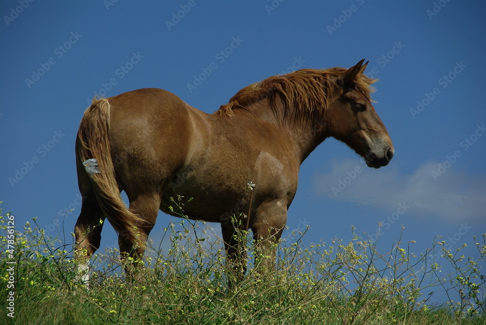 Cheval Cheval