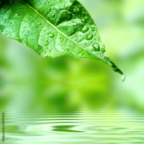 Leaft on the lake