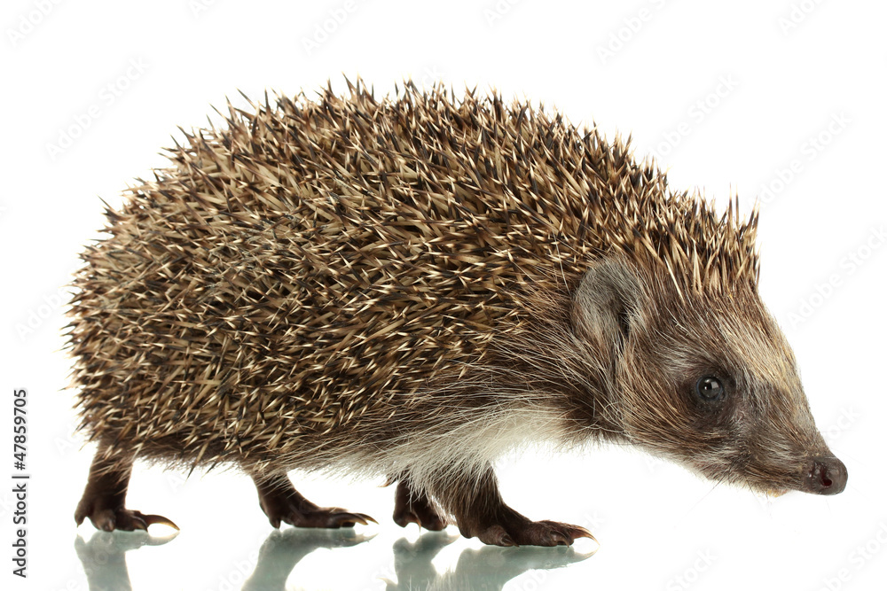 Obraz premium Hedgehog, isolated on white