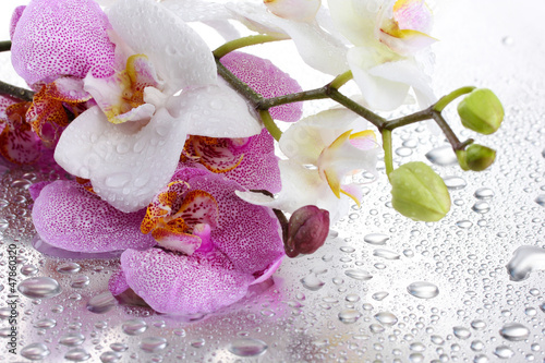 Fototapeta Naklejka Na Ścianę i Meble -  pink and white beautiful orchids with drops