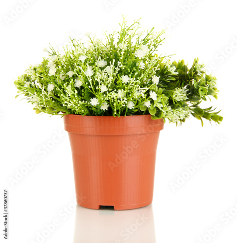 Decorative flowers in flowerpot isolated on white