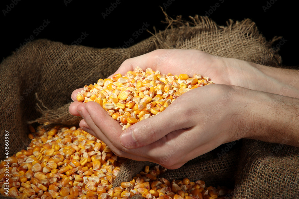 man hands with grain, on yellow corn background man hands with grain, on yellow corn background