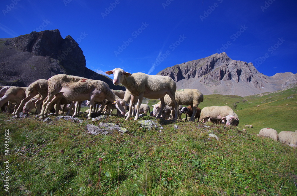 troupeau de moutons à l'alpage