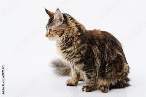 Maine Coon Kitten, 9 months old, hunting