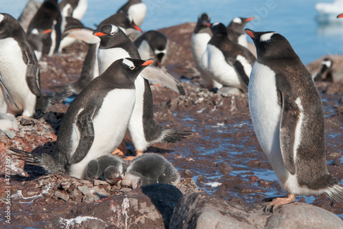Gentoo penguins and icebergs