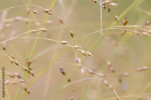 Wild grass background