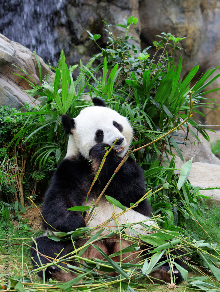 Obraz premium Giant panda eating bamboo