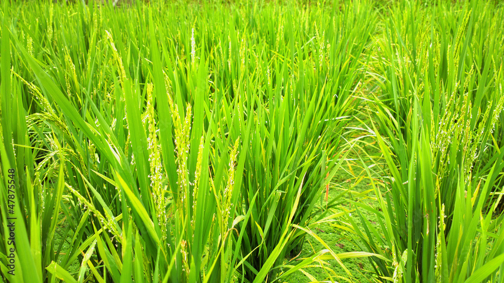 rice field rice field