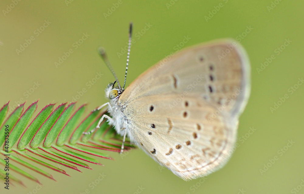 Fototapeta premium A Brown Butterfly