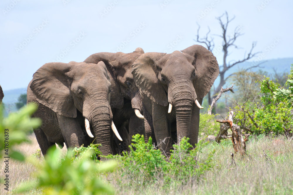 Obraz premium Elefanten