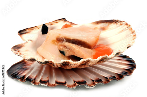 La coquille saint jacques fraîche