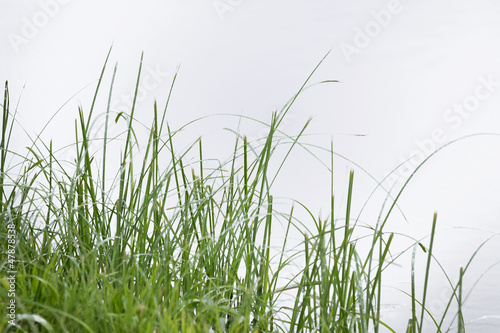 blades of green summer gras...