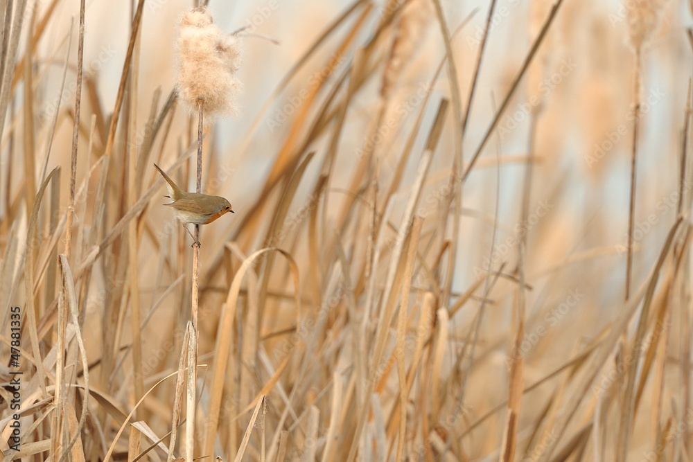 Obraz premium pettirosso sul canneto