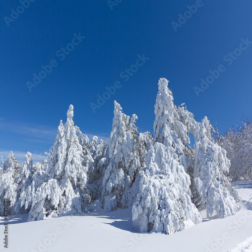 winter snowbount fir tree forest