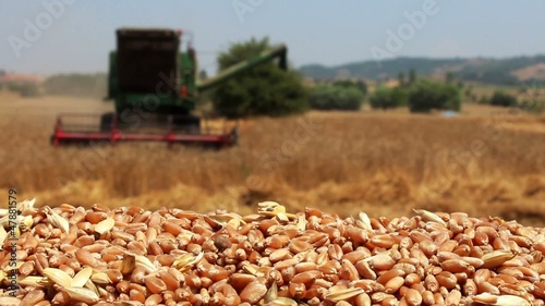 combine harvester working in wheat field