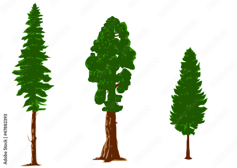 silhouettes of pine trees