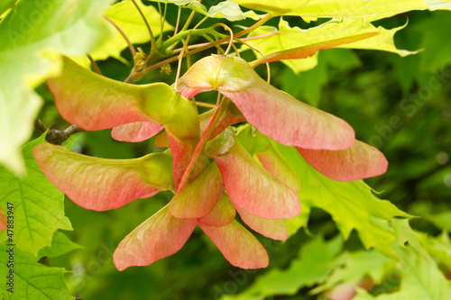 Close-up of colorful maple seeds on the tree
