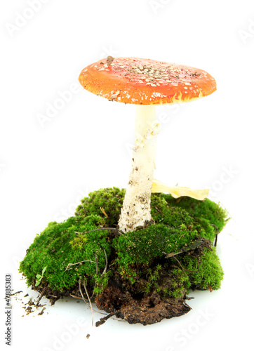 red amanita with moss isolated on white