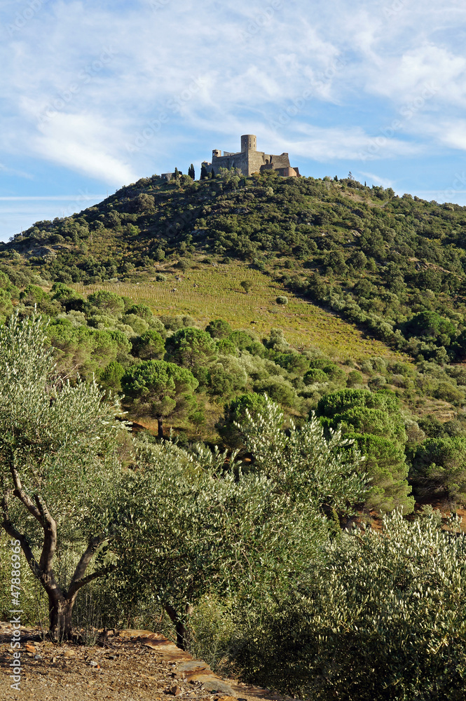 Fort Saint Elme at the top of the hill with Mediterranean vegetation, Collioure, Pyrenees Orientales, Roussillon, France