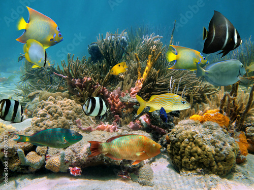 Colorful tropical fish underwater in a coral reef with sea sponges, Caribbean #47886973