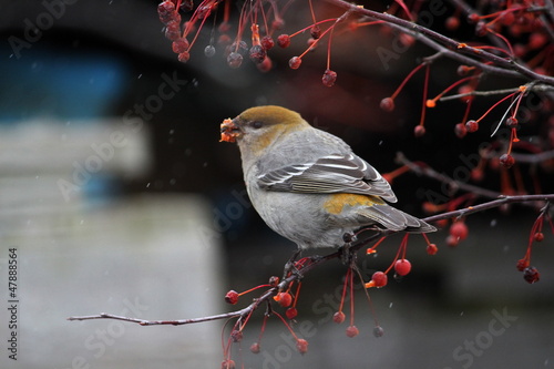 Pine Grosbeak eating crabapples