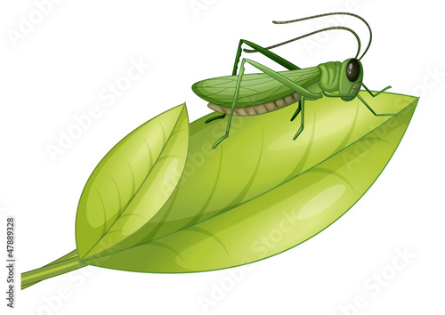 A grasshopper and a leaf