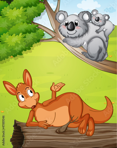A kangaroo and koalas