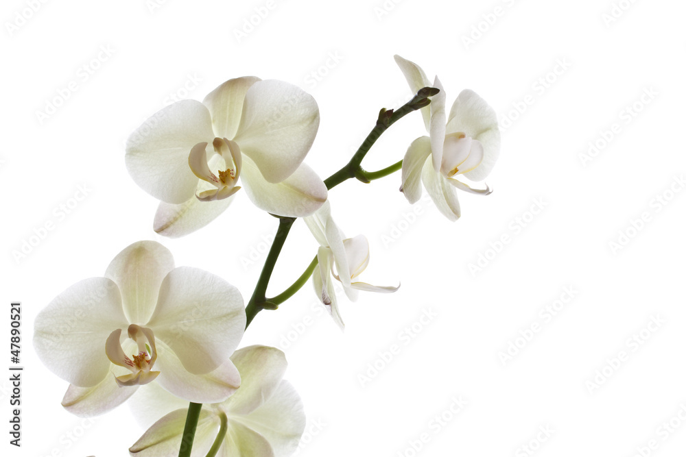 Obraz premium Orchid flower