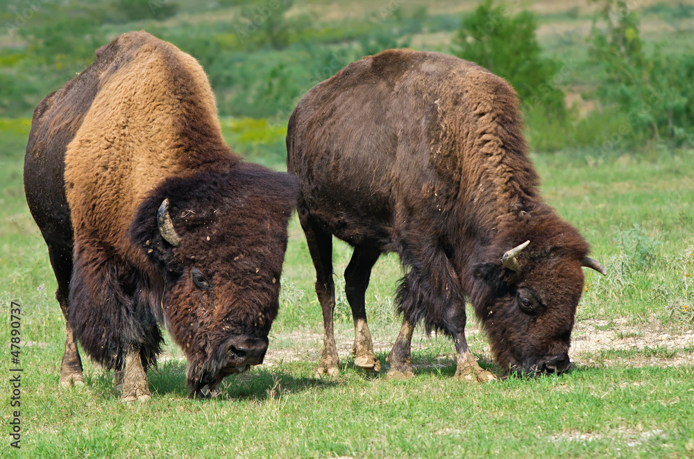 Bull and cow bison grazing on the meadow Bull and cow bison grazing on the meadow