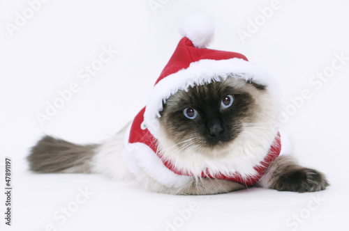 Santa kitty © cat