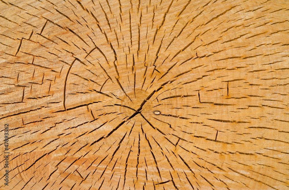 Fototapeta premium Cut of birch 8