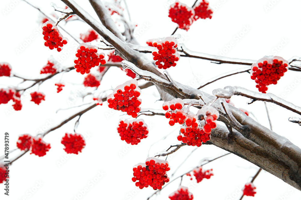 Branches of mountain ash Branches of mountain ash