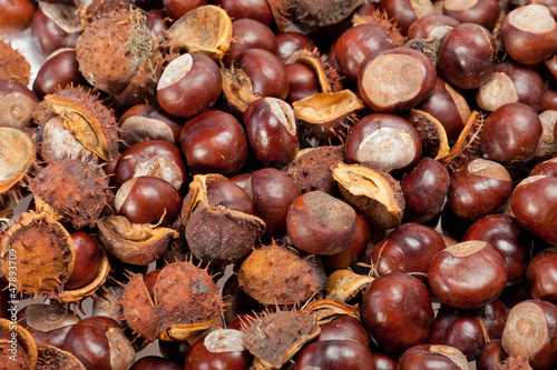 ripe chestnuts