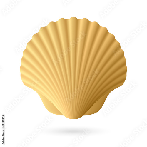 Scallop seashell