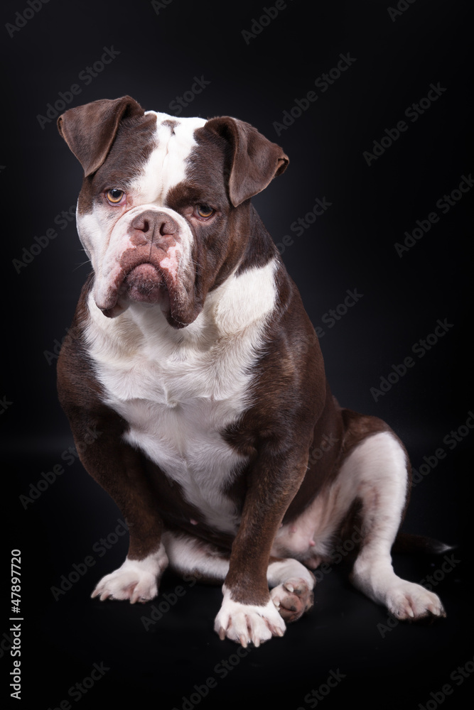 Portrait Old English Bulldog